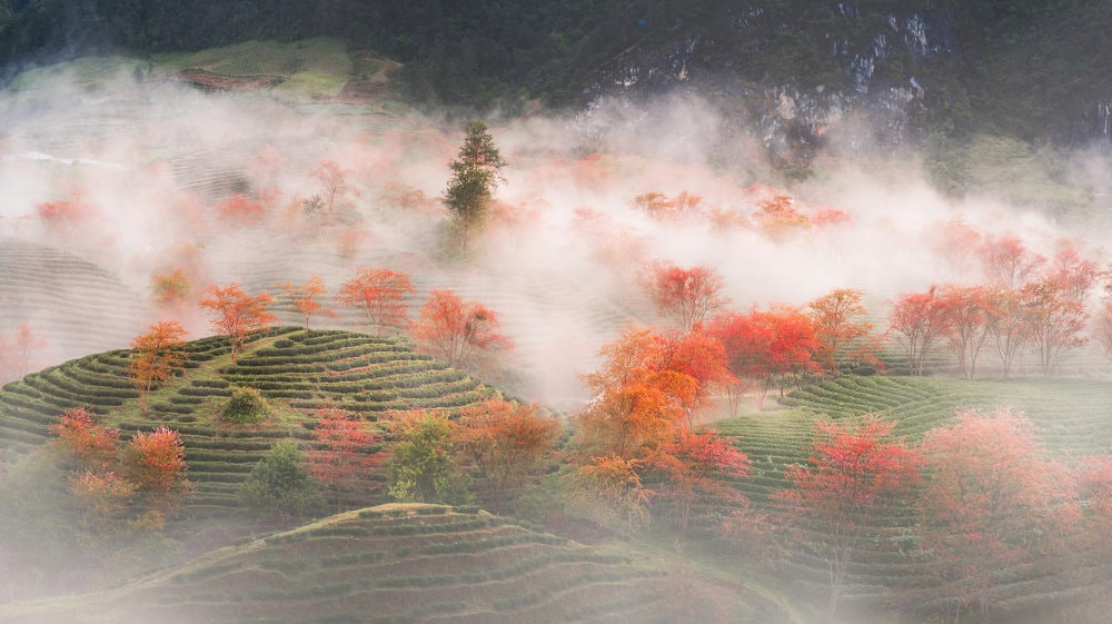 Visiting O Long Tea Hills in winter reveals a poetic landscape with frost-covered tea plants creating a silvery sheen across rolling hills